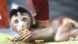 Much scaring little baby monkey Ting Ting crying loudly during Dad giving her fruit