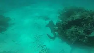 Florida Keys Scuba Diving with Nurse Sharks