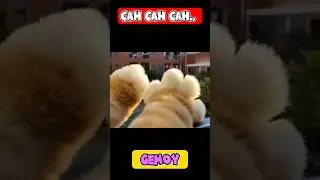 💯GEMOY❤❤‼️ #shorts #kucing