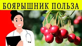БОЯРЫШНИК ПОЛЬЗА И ВРЕД | можно ли есть боярышник? вред боярышника, польза боярышника