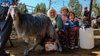 Lives in the Mountains-Yörük Family| Documentary