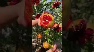 Гранат полезный!