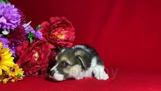 Щенки Корги триколор девочки и мальчики 6 недель