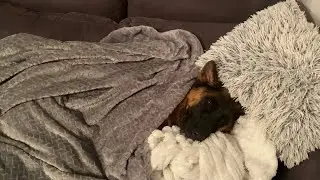 Разбаловали Любимицу￼😍￼