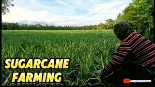 SUGARCANE FARMING IN ABUG, PAMPLONA: A JOURNEY THROUGH NEGROS ORIENTAL'S FIELDS