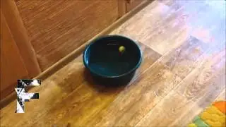 Cats+Water1