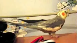 Иннакентий исполняет
