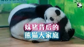 熊猫宝宝“妹猪”不简单，她背后长隆熊猫大家庭的故事，4大家16口熊的复杂关心