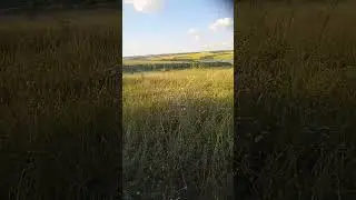 Насадили соняшнику