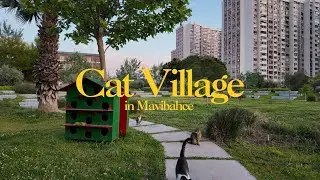 Hidden cat village in MaviBahçe, Izmir 🐱 (short video)