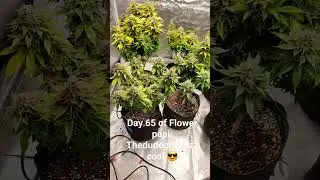 Day 65 of Flower #education #howto  #gardening #dank #flower #bud #goldleaf #weed #marijuana #cuba