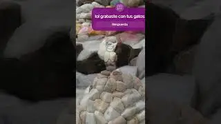 grabaste con tus gatos? #