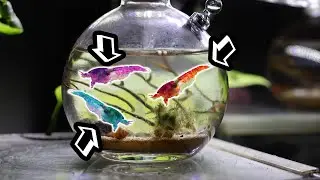 I Started An Enclosed Shrimp Ecosystem 4 Months Ago And This Is What Happened!