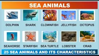 Sea Animal Names Part 1 | 25 Questions Quiz