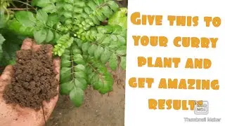 Give This To Your Curry Plant And Get Amazing Result || Fertilizer For Curry Plant