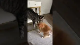 Dog vs cat  #catanddog #catanddog #funnycats