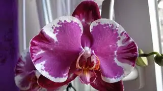 Обзор орхидей на подоконниках🌸
