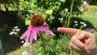 One Plant Can Create A Pollinator Habitat