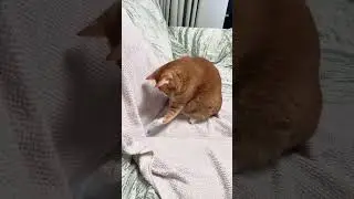 Wonders of Cat 🤔