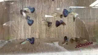 Guppys Purpura King Cobra