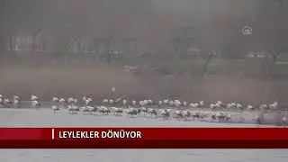 Leylekler dönüyor