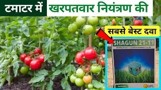टमाटर के लिए सबसे बेस्ट खरपतवार नाशक || Tamatar ke Liye Kharpatwar Nashak Dawa ||