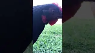 Chicken plays with phone