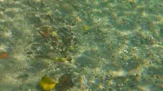PART #3 - Chilliwack Salmon Chilling BABY FISH last week in Chilliwack River - DSCF5015