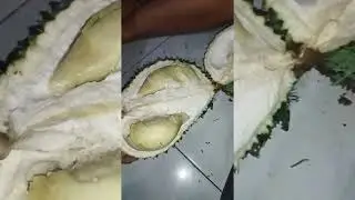 KULIT HIJAU seperti durian bawor #durian #durianindonesia #durianmonthobg #duriannusantara