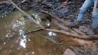 Jumpa Kura-Kura Hutan Super GEDEE.......