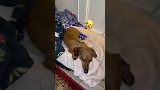 Cute Dachshund Wants to be Left Alone!! #Shorts #Dachshund #Music
