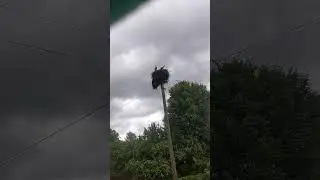 Аисты прилетели