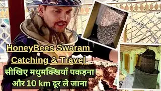 Honeybee Swarm catch in home window !! मधुमक्खी पकड़ना सीखे घर बैठे #viral #bee #beekeeping