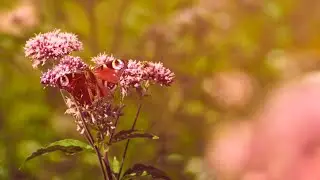 PEACOCK BUTTERFLY DRINKING NECTAR + NATURE SOUNDS OF SUMMER MEADOW, ASMR RELAXING VIDEO