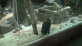 Primates reptiles and snakes