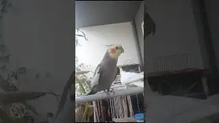 Peppy singing for Kiro 🦜🎤🎵🎶 and Kiro running away 😂😅 Tamed cockatiel, Hand raised 🥰