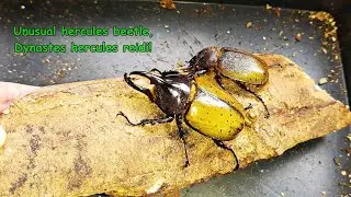 Dynastes hercules reidi - a rare Hercules beetle subspecies.