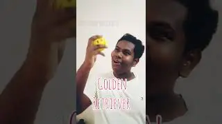 Just Pet Things/AJ/Comedy
