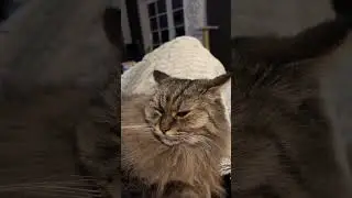 Слово пацана #кошки #кот