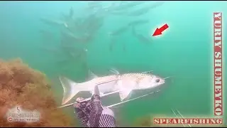 Охота на рыб. ВЫХОДЫ НА ПРИМАНКУ.  МАРУСЯ В ДЕЛЕ! ! !