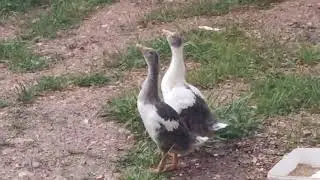 Bu Kazların Amacı Ne