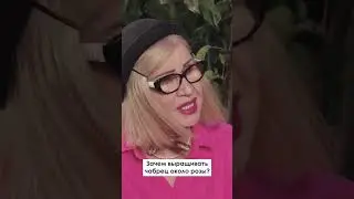Зачем выращивать чабрец около розы