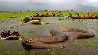 Biggest snake in the world TOP 10