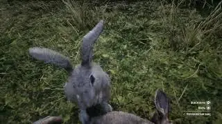 Red Dead Redemption 2 tragic rabbit