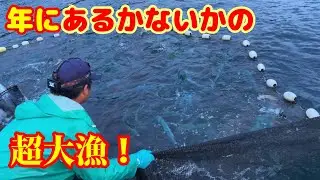 【定置網漁】1年にあるかないかの超大漁！【越前漁港の家族漁師】凄い量のシイラの大群が入ってた！