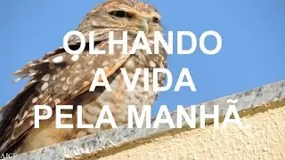 OLHANDO A VIDA PELA MANHÃ