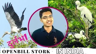 OPENBILL STORK// IN INDIA // WEST BENGAL //EXPLORE WORLDWIDE