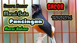 Suara dasar Murai Batu Medan memancing lawan