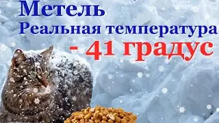 Метель, низкая температура, снегопад, скорость ветра 25 метров в сек.  Кормление кошек