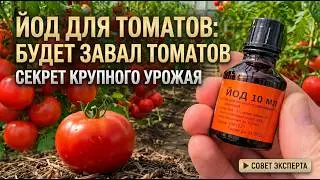 🍅Not All Gardeners Know This Iodine Recipe! A Bumper Tomato Harvest Guaranteed
